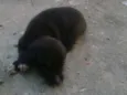 Preta