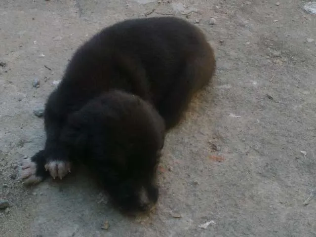 Cachorro raça sem raça idade Abaixo de 2 meses nome Preta