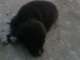 Preta