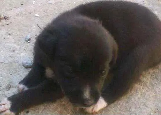 Cachorro raça sem raça idade Abaixo de 2 meses nome Preta
