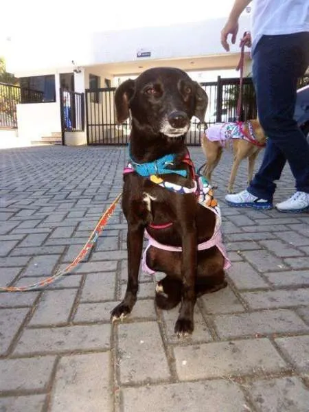 Cachorro raça SRD idade 3 anos nome Lena