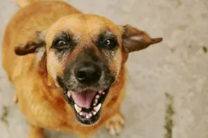 Cachorro raça SRD idade 6 ou mais anos nome Marieta
