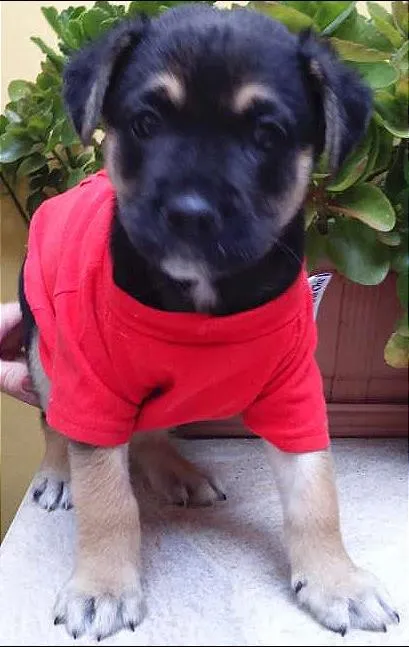 Cachorro ra a SRD idade Abaixo de 2 meses nome Zé