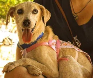 Cachorro raça SRD idade 6 ou mais anos nome Clara