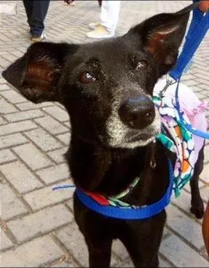 Cachorro raça SRD idade 4 anos nome Lassie