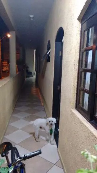 Cachorro ra a Poodle idade 6 ou mais anos nome Billy
