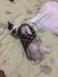 Panda GRATIFICA