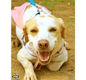 Cachorro raça SRD idade 4 anos nome Roberta