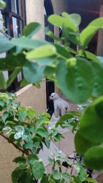 Cachorro ra a Poodle idade 6 ou mais anos nome Billy