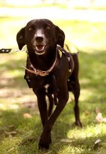 Cachorro raça SRD idade 3 anos nome Lena