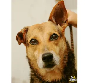 Cachorro raça SRD idade 5 anos nome Kyara