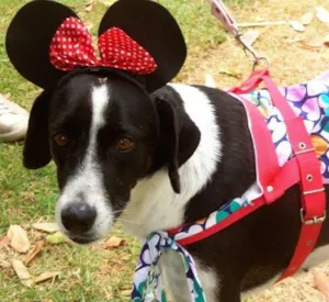 Cachorro raça SRD idade 6 ou mais anos nome Mãezinha