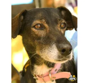 Cachorro raça SRD idade 5 anos nome Lara