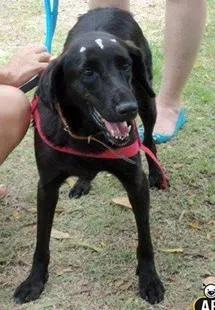 Cachorro raça SRD idade 3 anos nome Flora