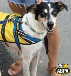 Cachorro raça SRD idade 4 anos nome Xispita