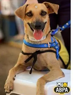 Cachorro raça SRD idade 3 anos nome Potira