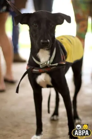 Cachorro raça SRD idade 2 anos nome Hope