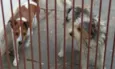 Toby e Picole