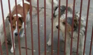 Cachorro raça Vira lata idade 4 anos nome Toby e Picole