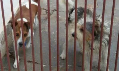 Cachorro ra a Vira lata idade 4 anos nome Toby e Picole
