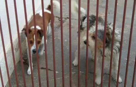 Cachorro ra a Vira lata idade 4 anos nome Toby e Picole
