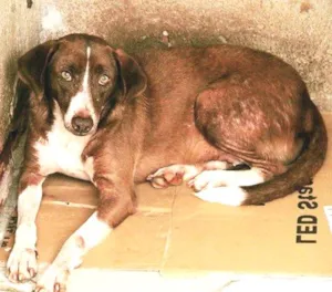 Cachorro raça SRD idade 6 ou mais anos nome Mamãe Chocolate