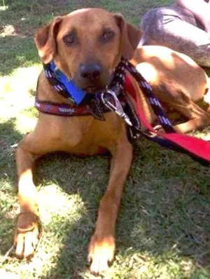 Cachorro raça SRD idade 4 anos nome Elga