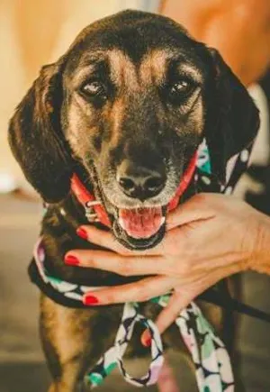 Cachorro raça SRD idade 3 anos nome Raquel