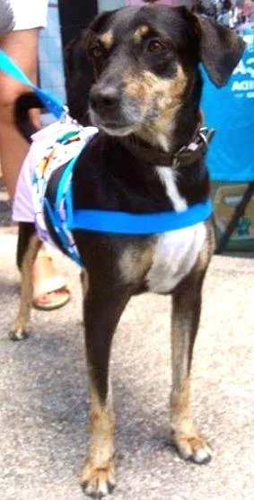 Cachorro raça SRD idade 2 anos nome Jhenifer