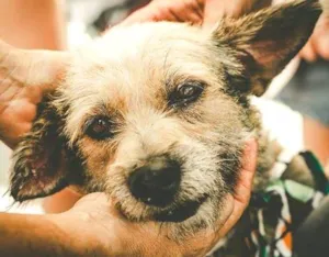 Cachorro raça SRD idade 4 anos nome Ninja