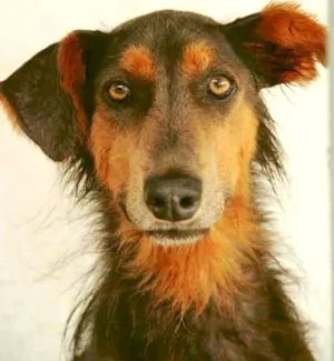 Cachorro raça SRD idade 3 anos nome Ofélia