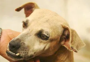 Cachorro raça SRD idade 4 anos nome Antonieta