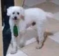 Cachorro ra a Poodle idade 6 ou mais anos nome Billy
