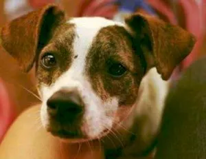 Cachorro raça SRD idade 5 anos nome Júlia