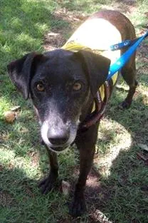 Cachorro raça SRD idade 5 anos nome Bonnie