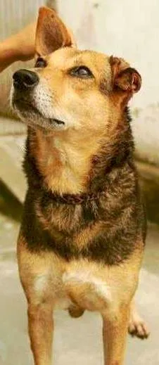 Cachorro raça SRD idade 5 anos nome Kyara