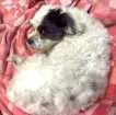 Cachorro raça Lhasa Apso idade 3 anos nome Panda GRATIFICA