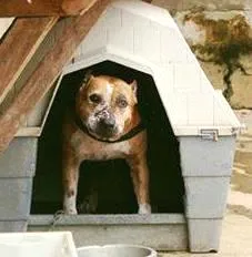 Cachorro raça Pit-Bull idade 6 ou mais anos nome Laika