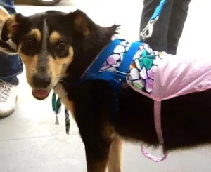 Cachorro raça SRD idade 4 anos nome Catita