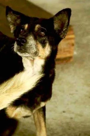 Cachorro raça SRD idade 6 ou mais anos nome Lobinha