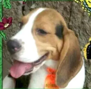 Cachorro raça beagle idade 7 a 11 meses nome bob