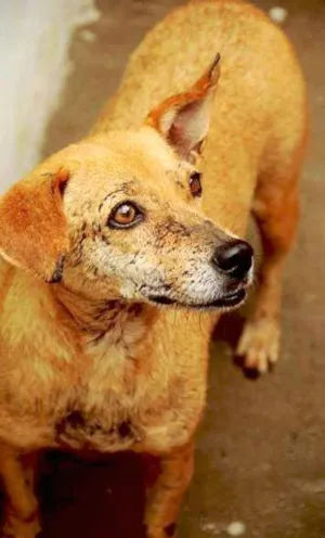 Cachorro raça SRD idade 6 ou mais anos nome Mel