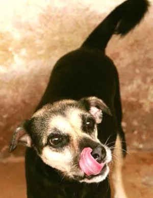 Cachorro raça SRD idade 2 anos nome Olívia