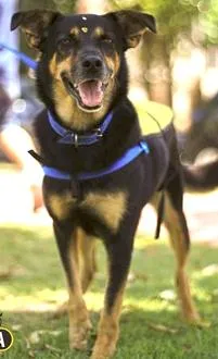 Cachorro raça SRD idade 5 anos nome Esther