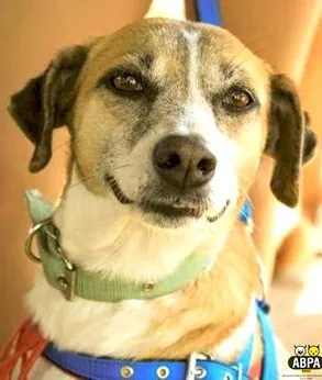 Cachorro raça SRD idade 4 anos nome Eva