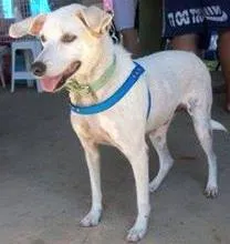 Cachorro raça SRD idade 6 ou mais anos nome Yara