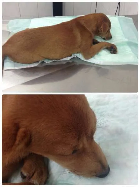 Cachorro ra a SRD idade 2 a 6 meses nome Sem nome