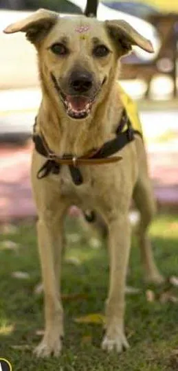 Cachorro raça SRD idade 3 anos nome Taty