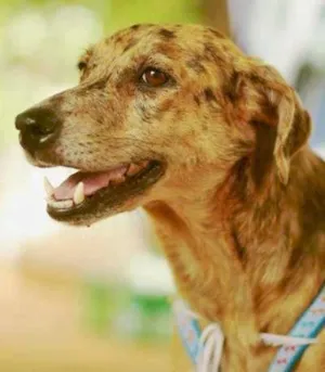 Cachorro raça SRD idade 5 anos nome Pintada