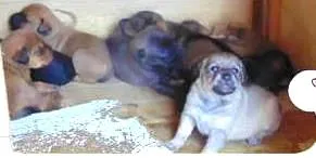 Cachorro ra a SRD idade Abaixo de 2 meses nome 6 meninos